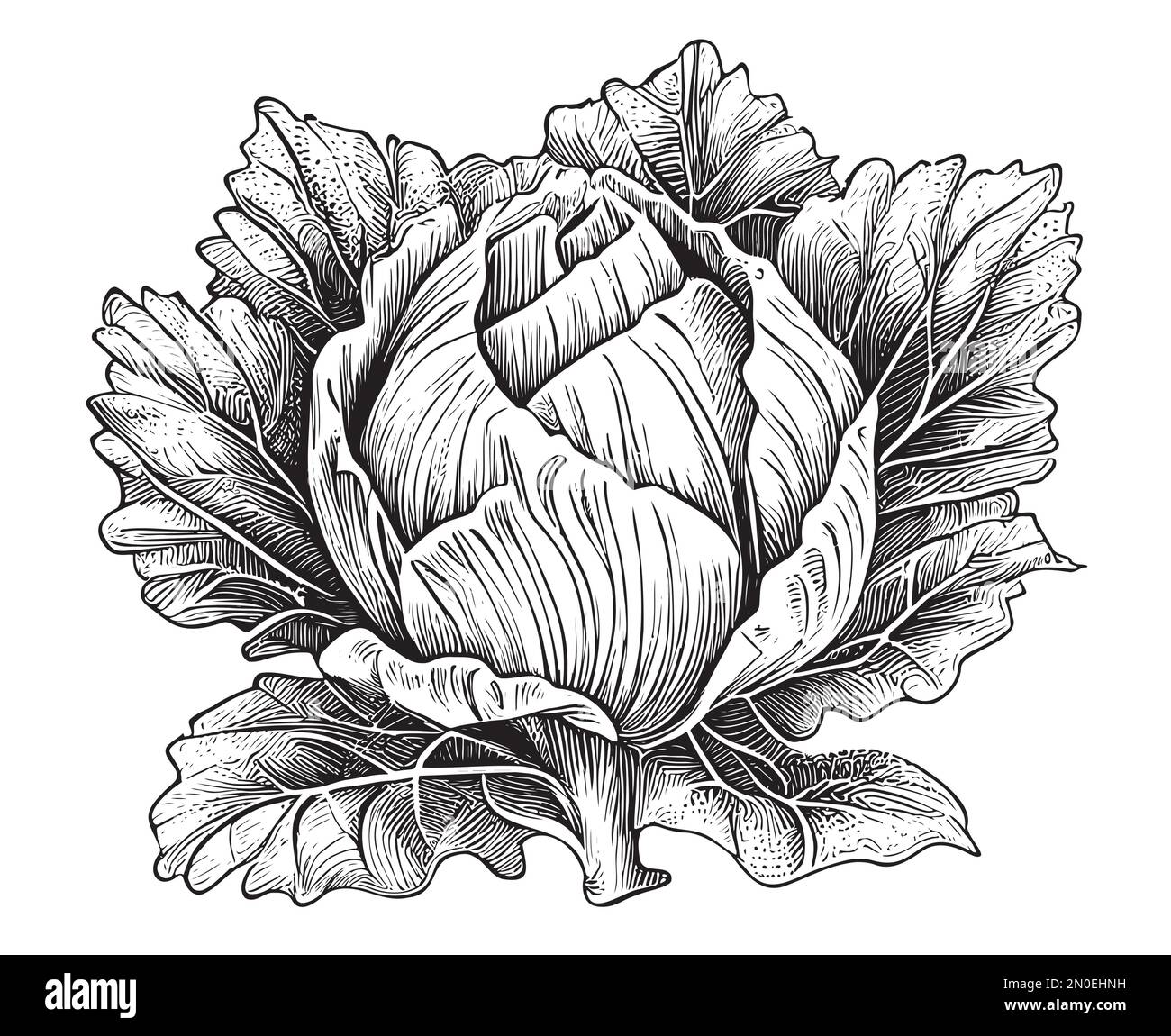 White cabbage sketch hand drawn in doodle style illustration Stock Vector
