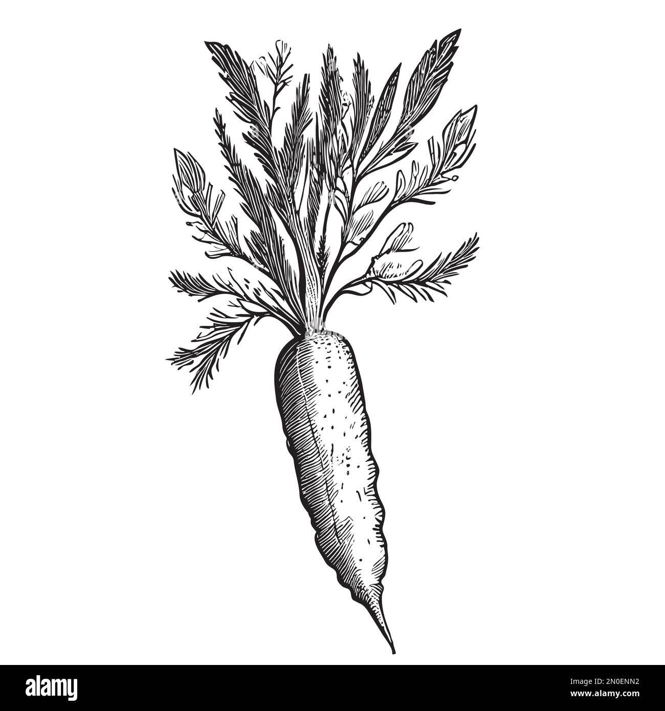 Carrot vegetable sketch hand drawn in doodle style illustration Stock
