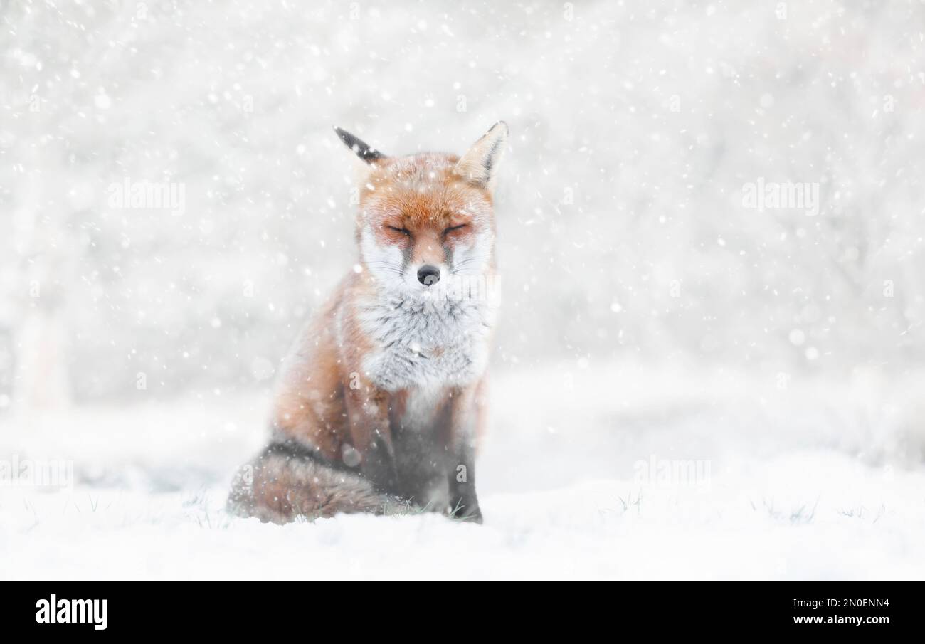Close-up of a Red fox in the falling snow in winter, UK. Stock Photo
