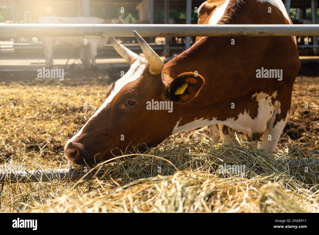 Cows on a dairy farm Stock Photo - Alamy