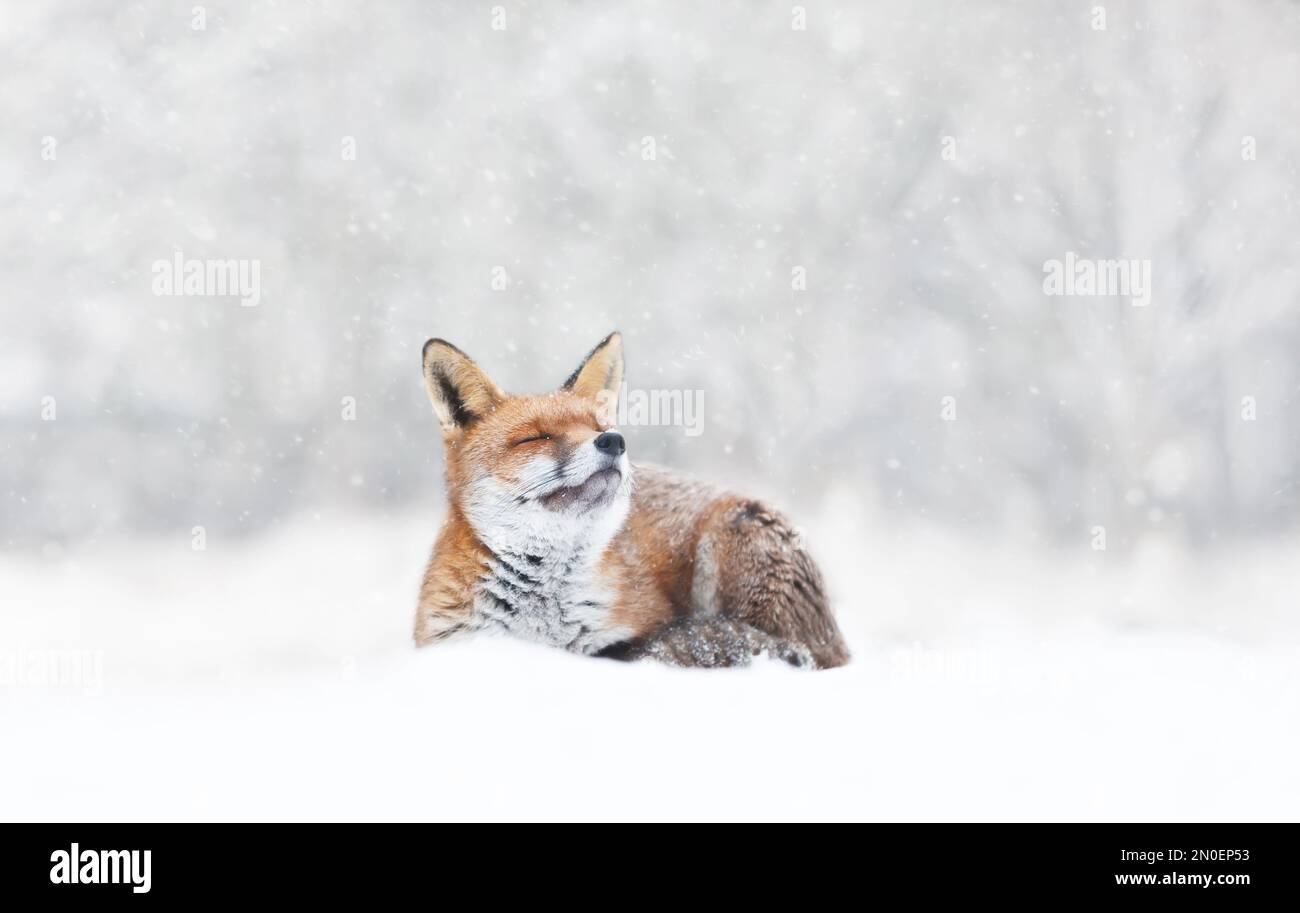 Close-up of a Red fox enjoying falling snow in winter, UK. Stock Photo
