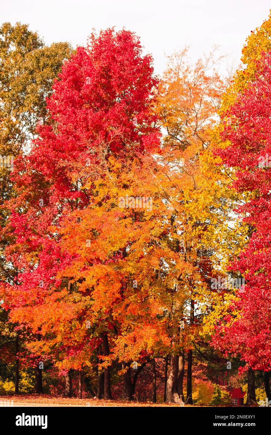 Fall, trees, colors. Stock Photo