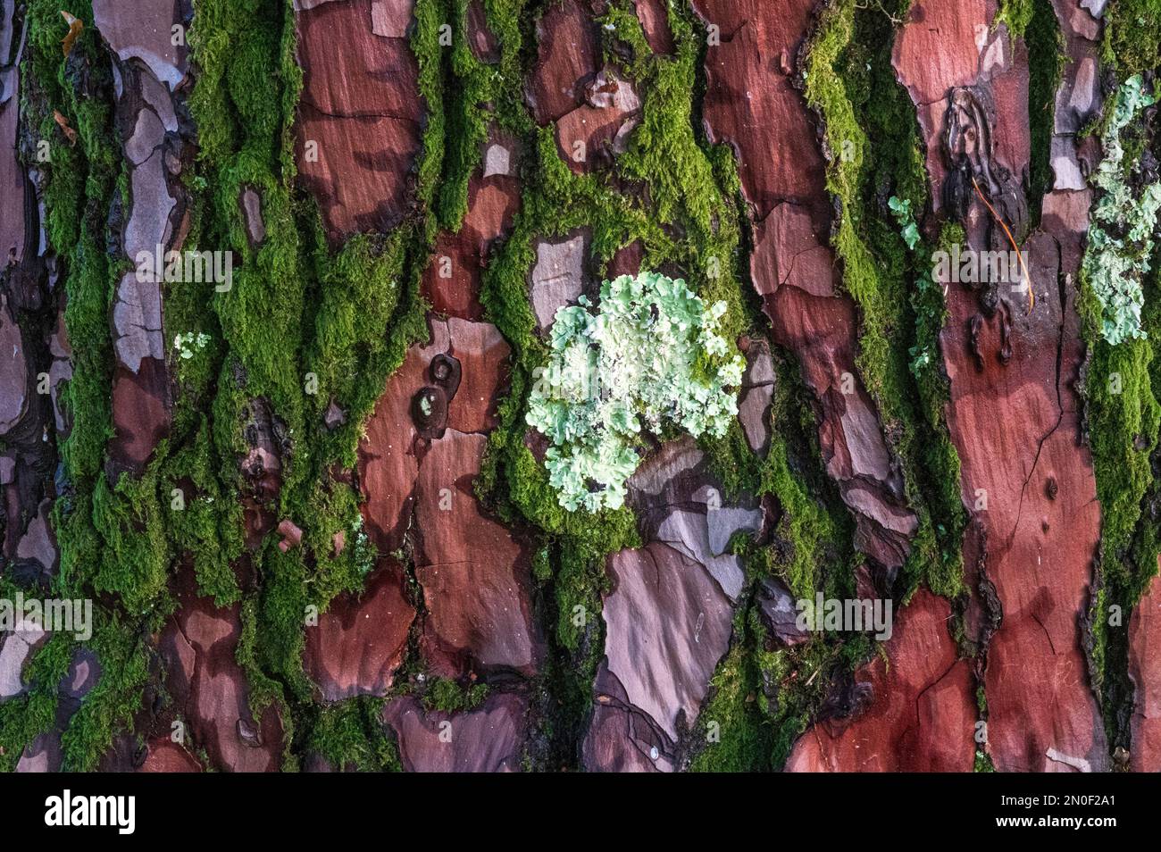 Detail of the bark of the maritime pine, lad de Léon, France Stock Photo