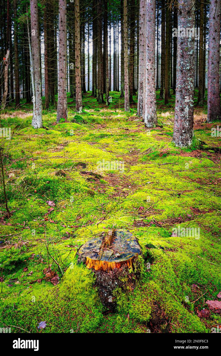 A typically mossy ground of a rural woodland. Stock Photo