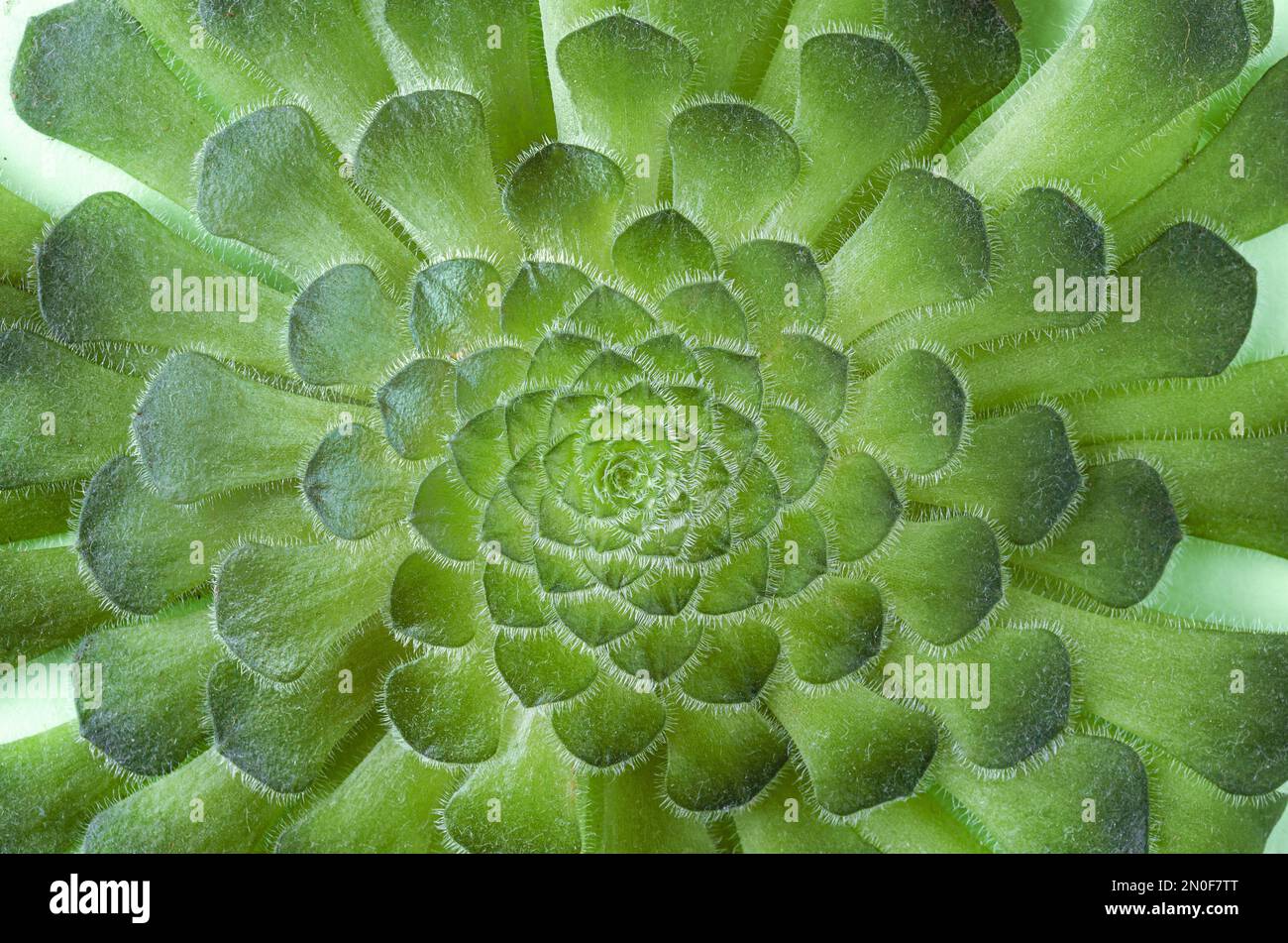 Aeonium canariense. Succulent plant macro. Copy space. Stock Photo