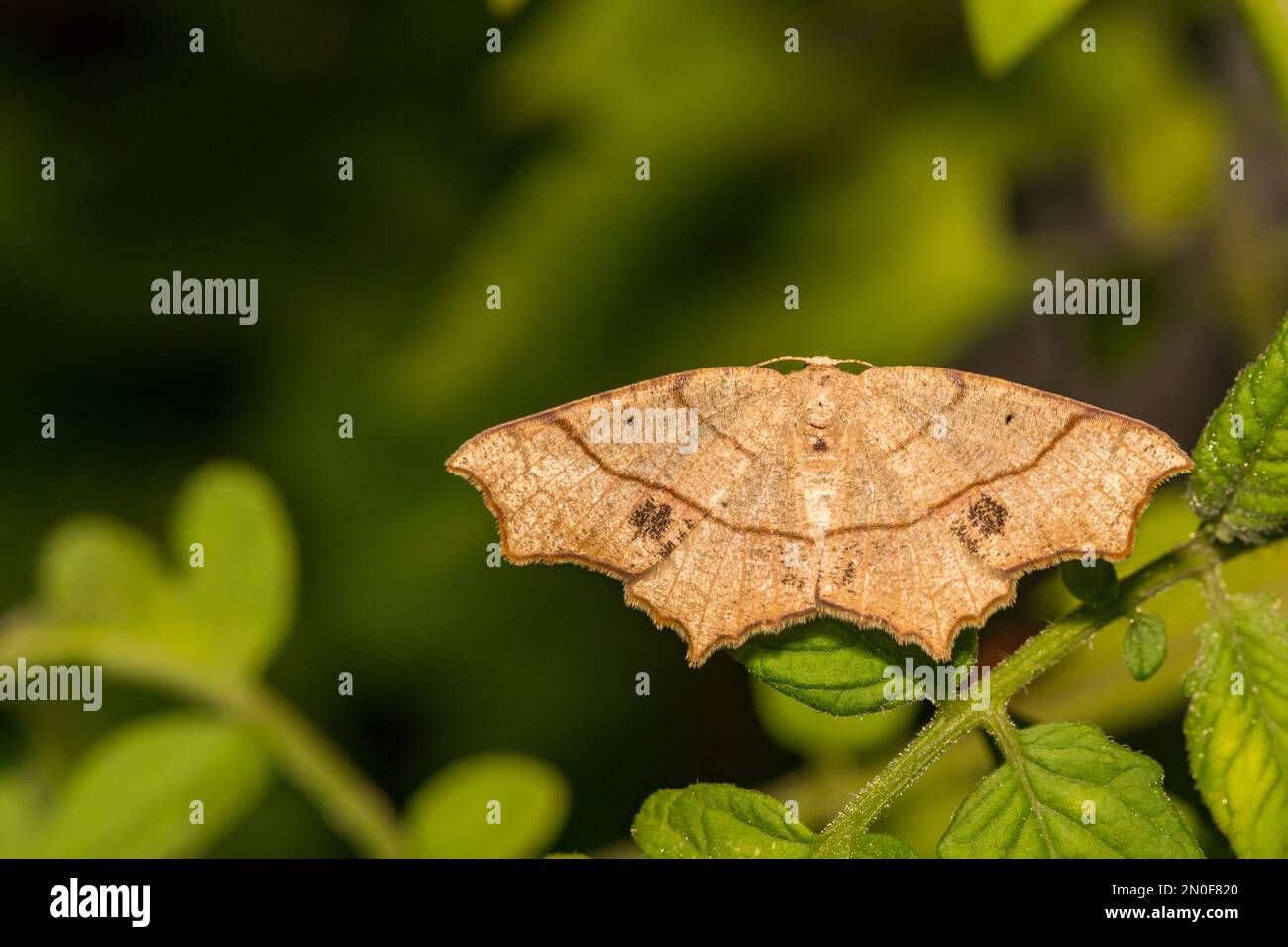 Oak Besma Moth - Besma quercivoraria Stock Photo