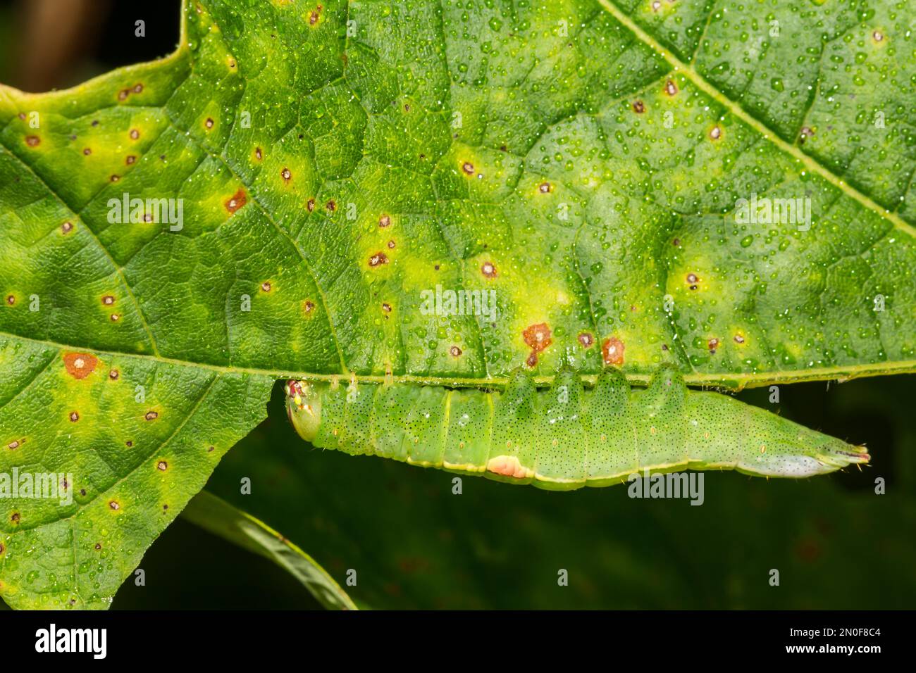 Saddled Prominent Caterpillar - Heterocampa guttivitta Stock Photo