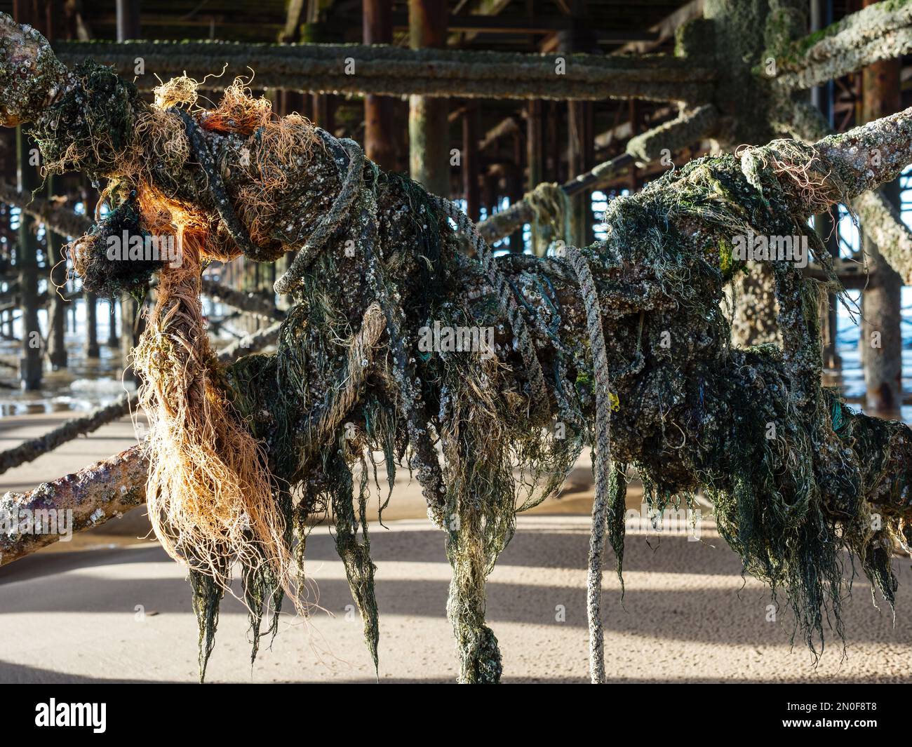 Barnacle Rope Fishing ropes and netting wrapped around the stanchions of a pier with ...