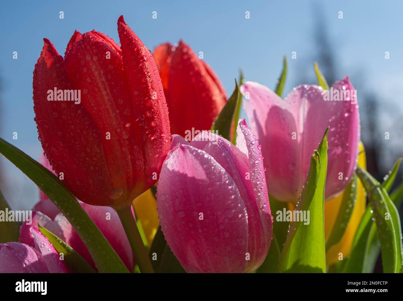 Colourful tulips Stock Photo