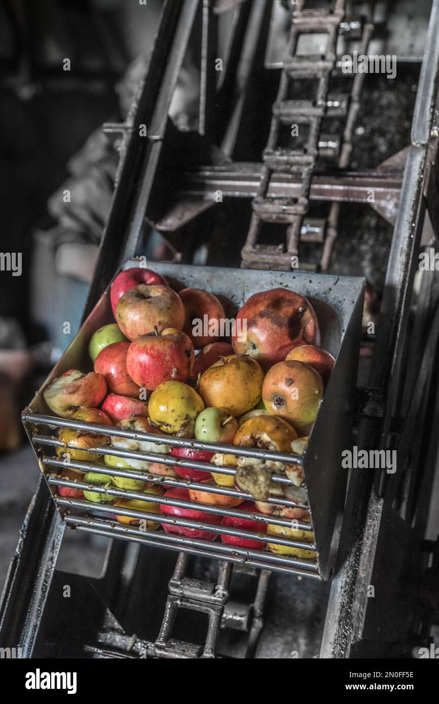Séance de pressage des pommes Stock Photo