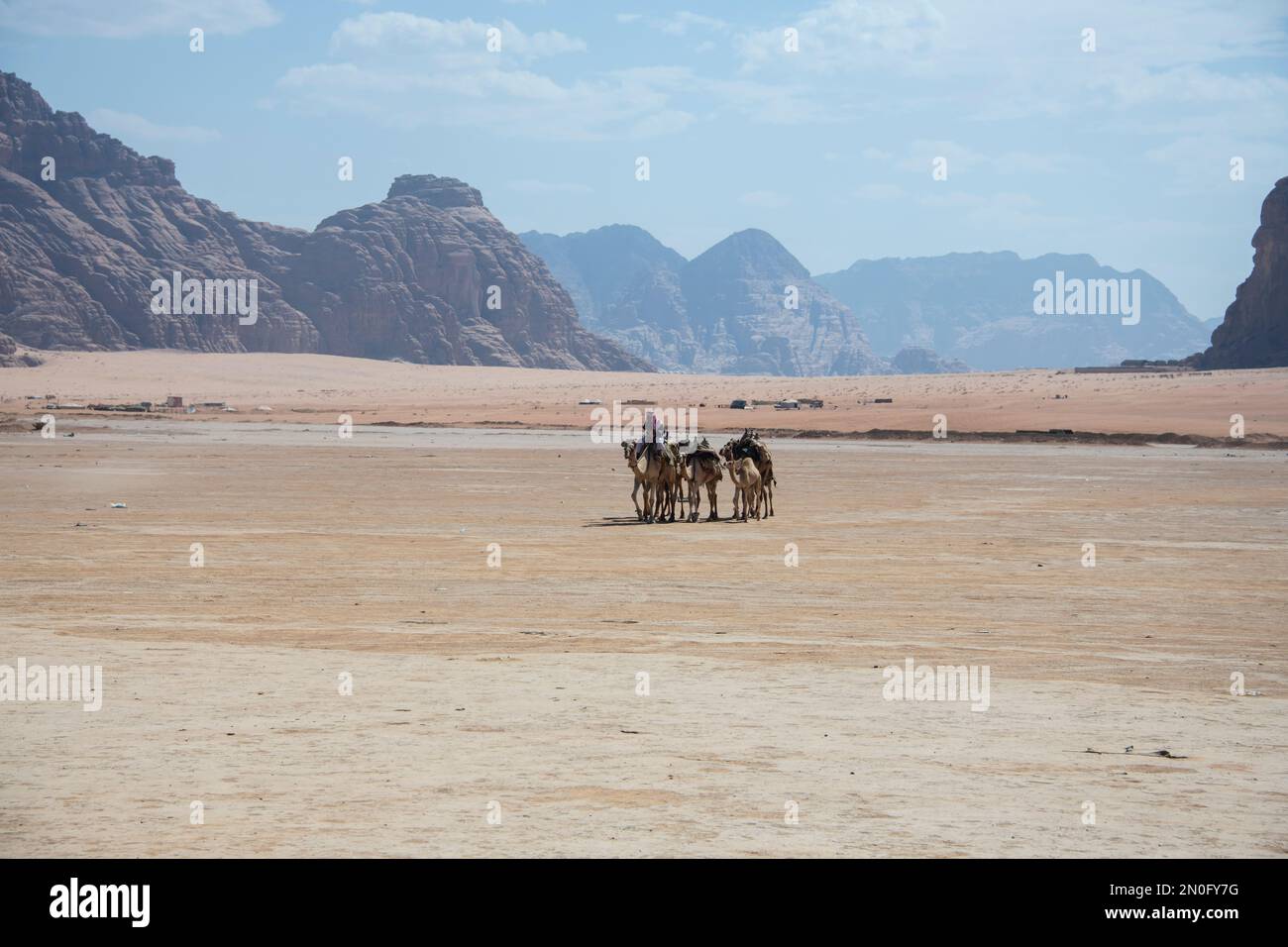 A Man with a flock of camels through the beautiful landscape of the desert Stock Photo