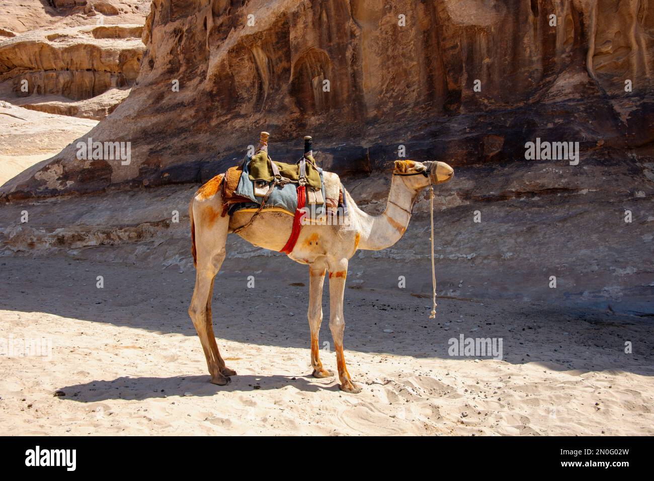 Colorful picture of a camel with saddle in the desert in an arabic land Stock Photo