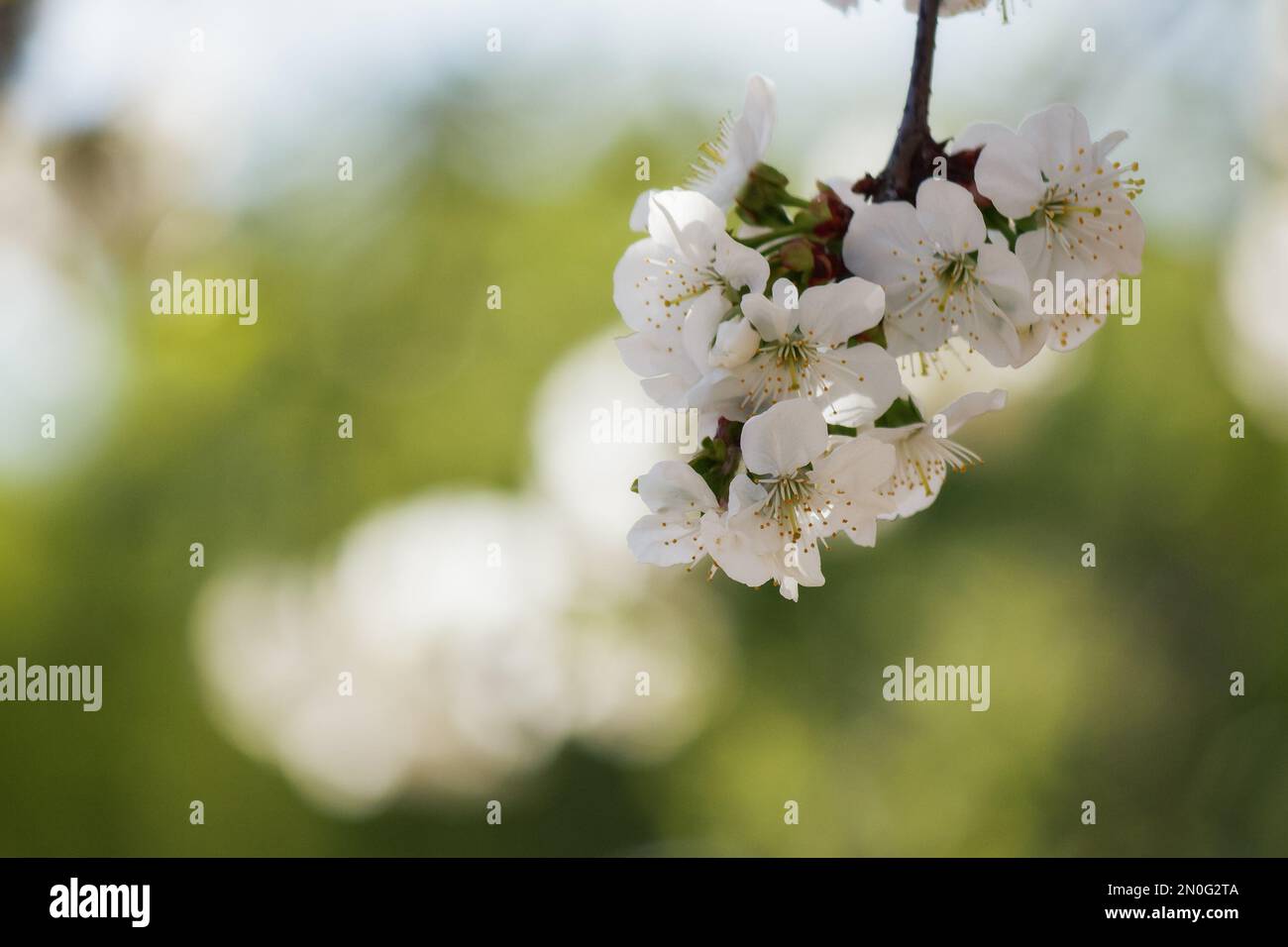 white apple blossom in the park. green nature background on a sunny day Stock Photo
