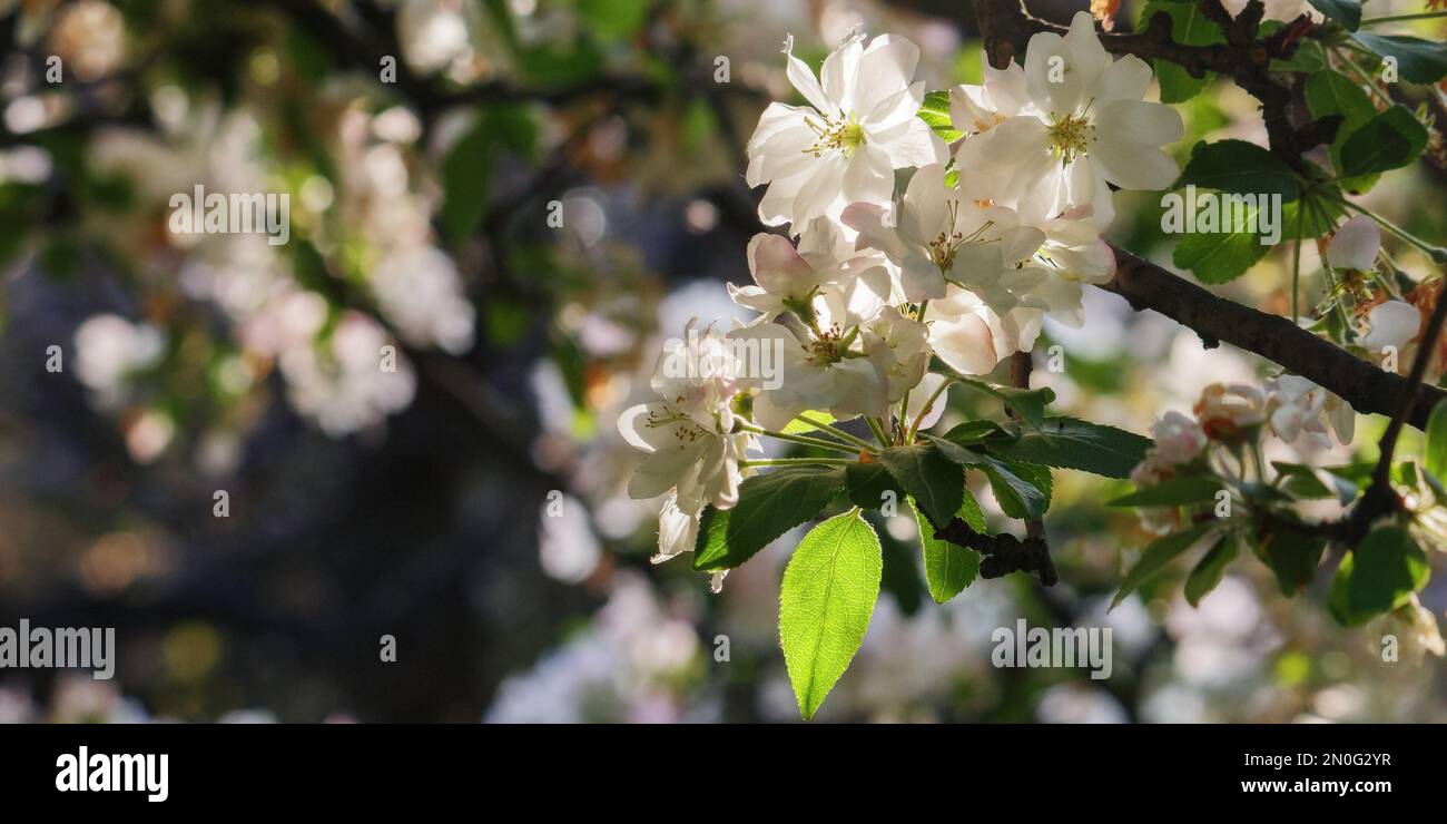 white apple blossom in the park. green nature background on a sunny day Stock Photo