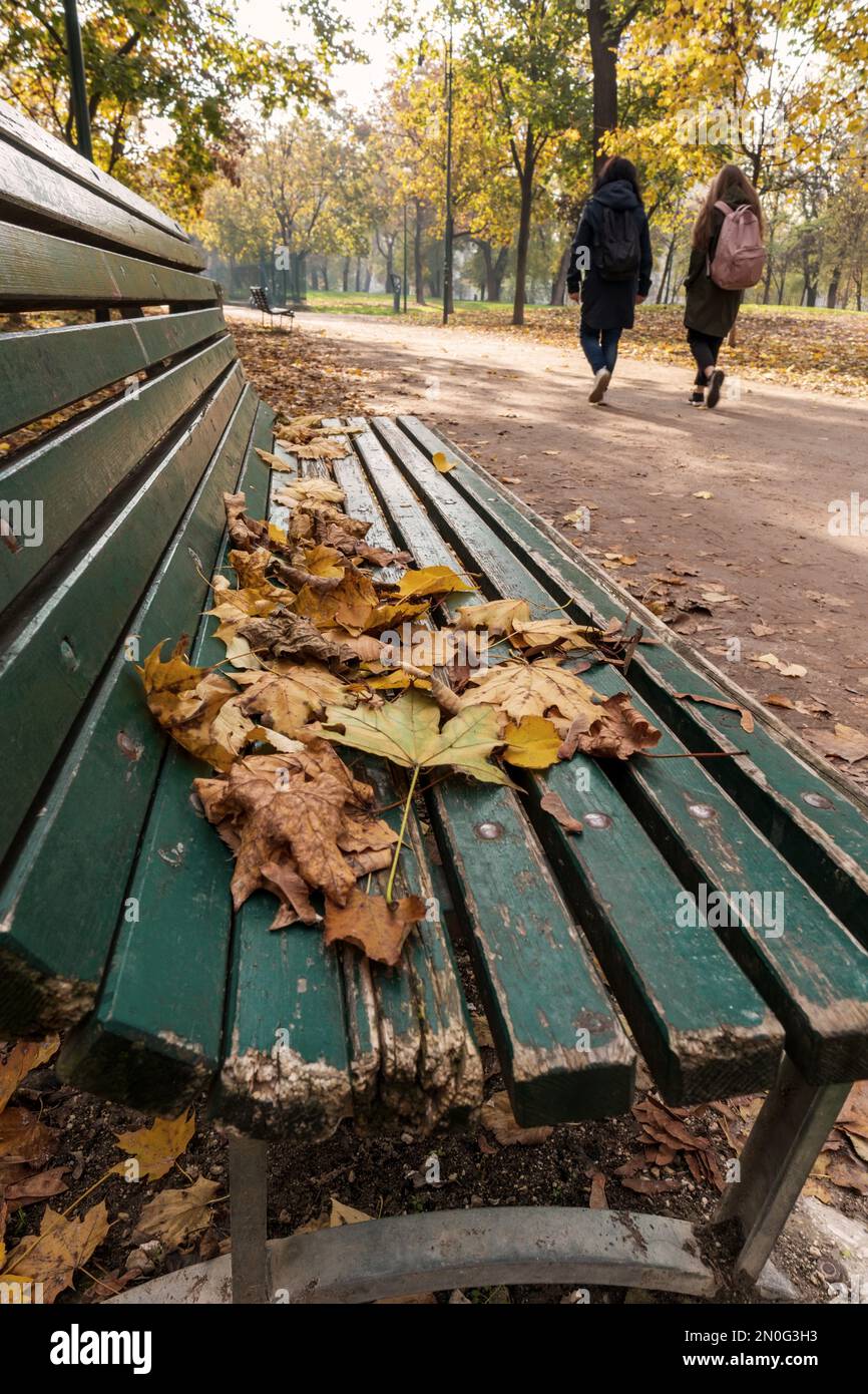 A green park bench with colorful autumn leaves on it and two little dogs  walking in the background Stock Photo - Alamy
