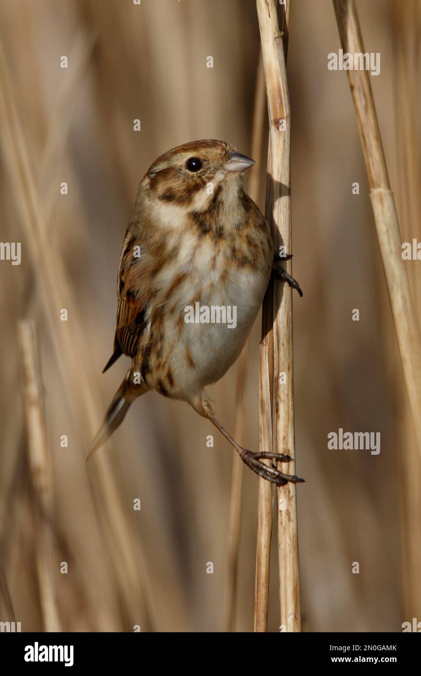 A Reed Bunting, small bird hiding in the wetland reeds at RSPB Lakenheath in Norfolk England Stock Photo