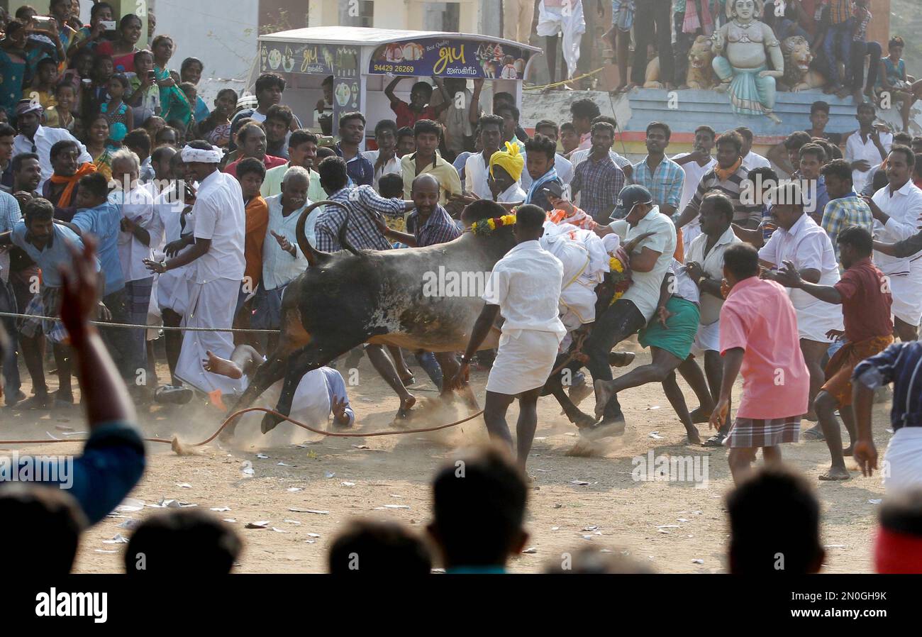 A bull charges into a crowd during Jallikattu, an annual bull fighting ...