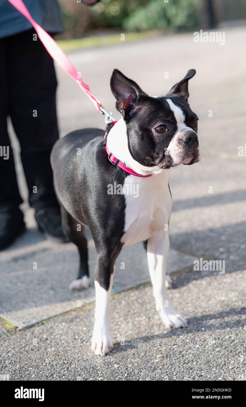 Boston Terrier dog standing in the sunshine. She is wearing a pink collar and lead. Stock Photo