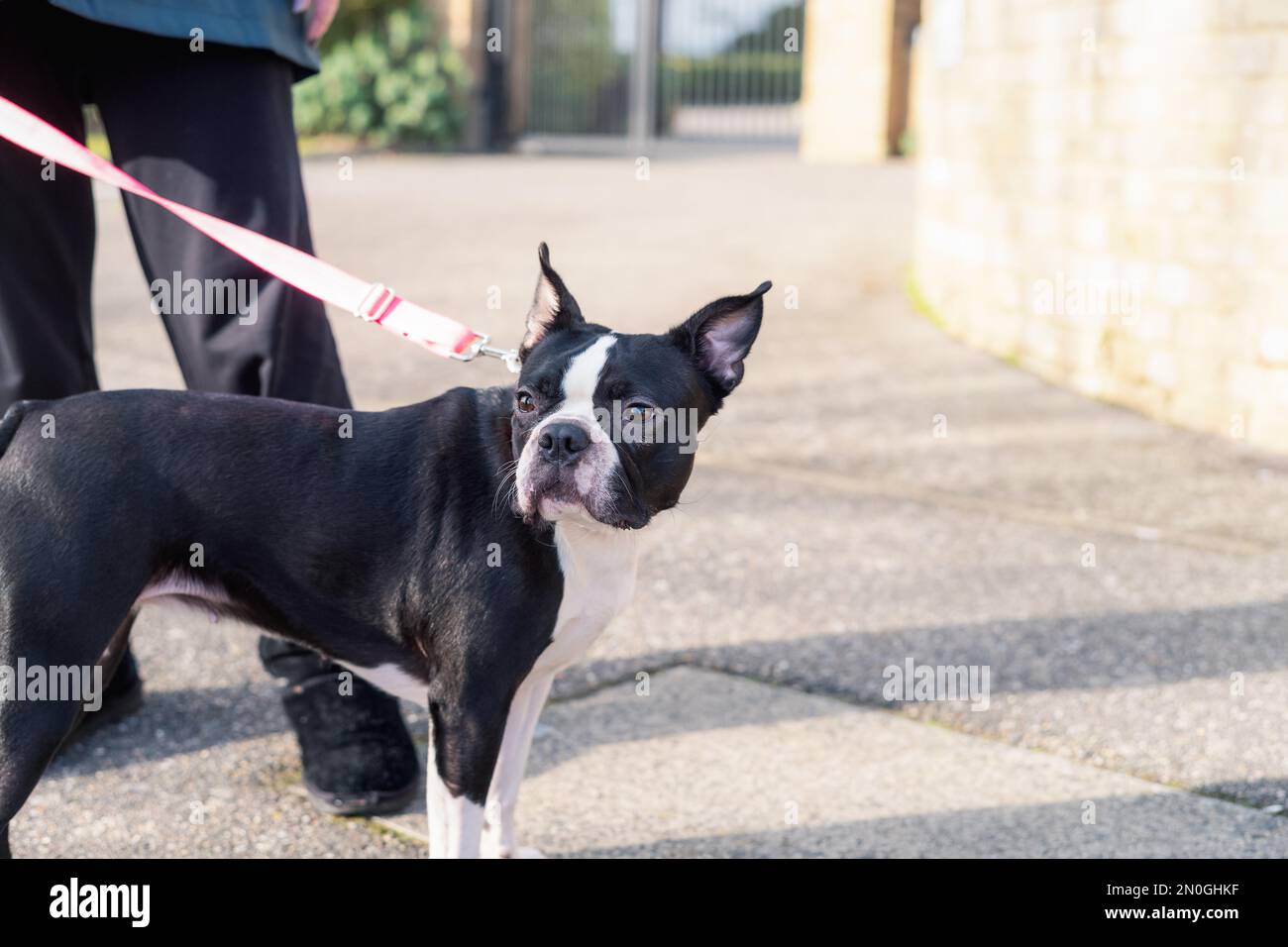 Boston Terrier dog standing in the sunshine. She is wearing a pink collar and lead. There is copy space. Stock Photo