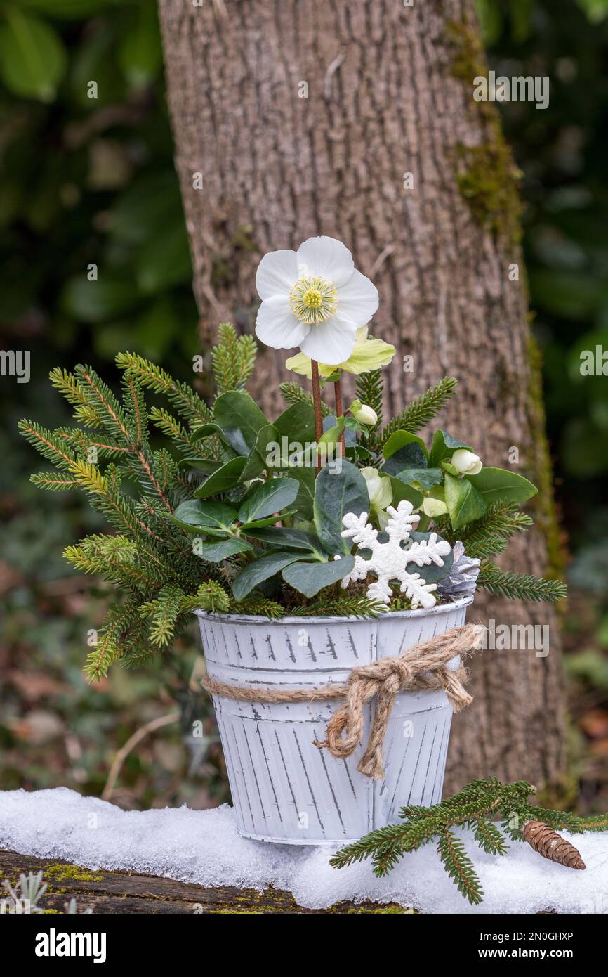 helleborus niger in vintage pot in winter garden Stock Photo