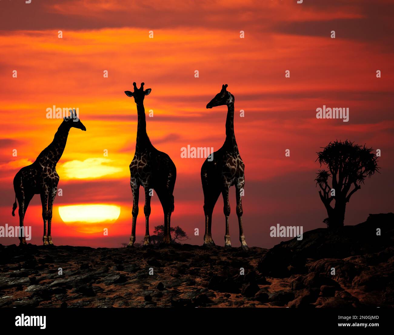 Giraffes in african savanna at sunset Stock Photo