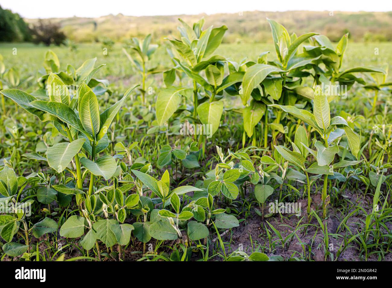 Weed Control in Soybeans. asclepias on the field with young soybeans. Lambsquarters soy sprouts