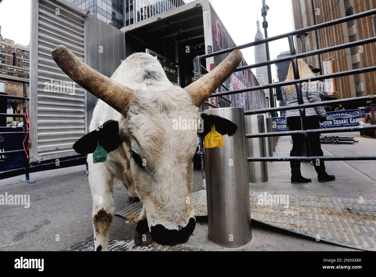Bull Rider Teeth Tooth Fairy, one of the bulls for the Buck Off at Madison Square Garden ...