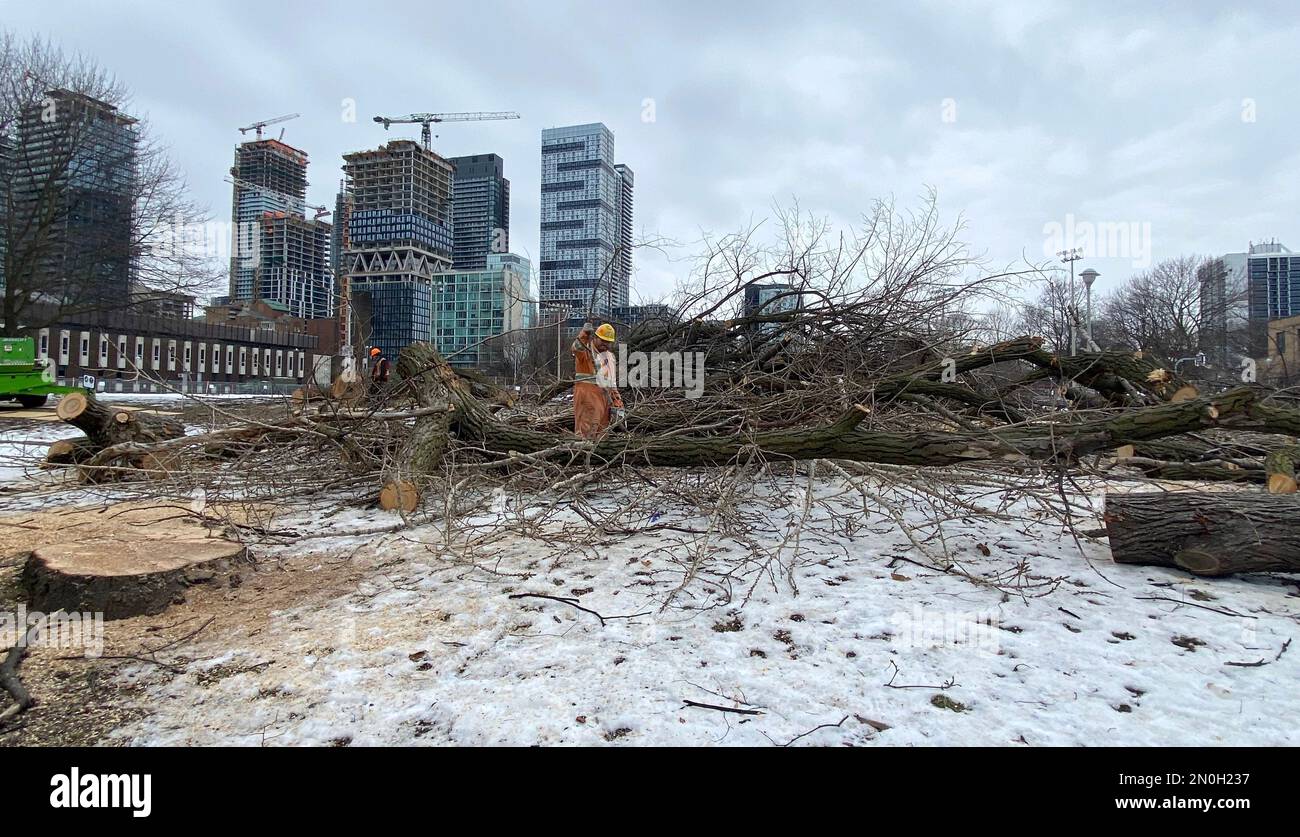 Workers clear dozens of trees from Moss Park in Toronto on Sunday ...