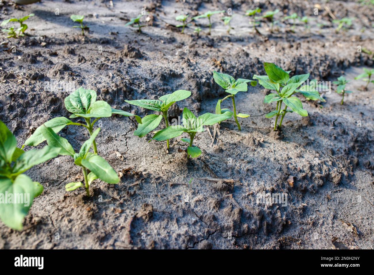 Sunflower sprouts growing out from soil on a farmy organic field