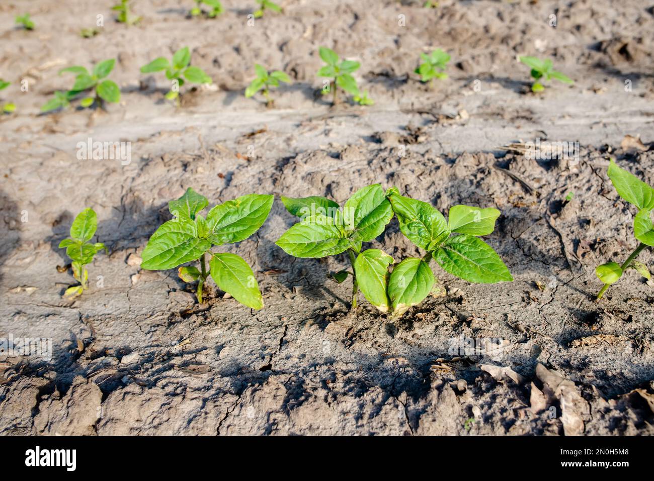 Sunflower sprouts growing out from soil on a farmy organic field