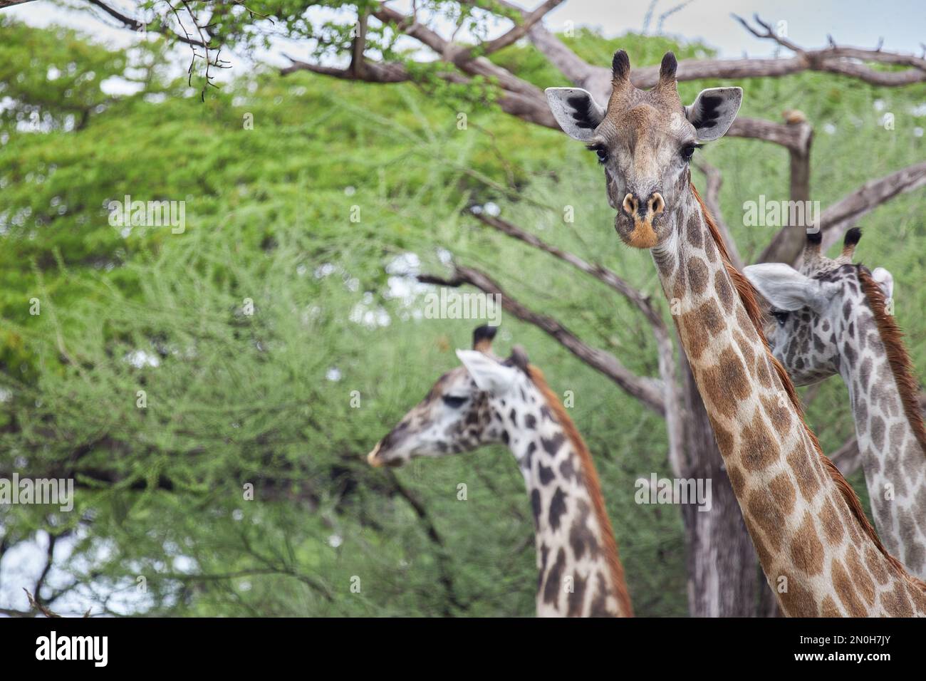 Giraffes family portret taken in Selous national park safari in Tanzania Stock Photo