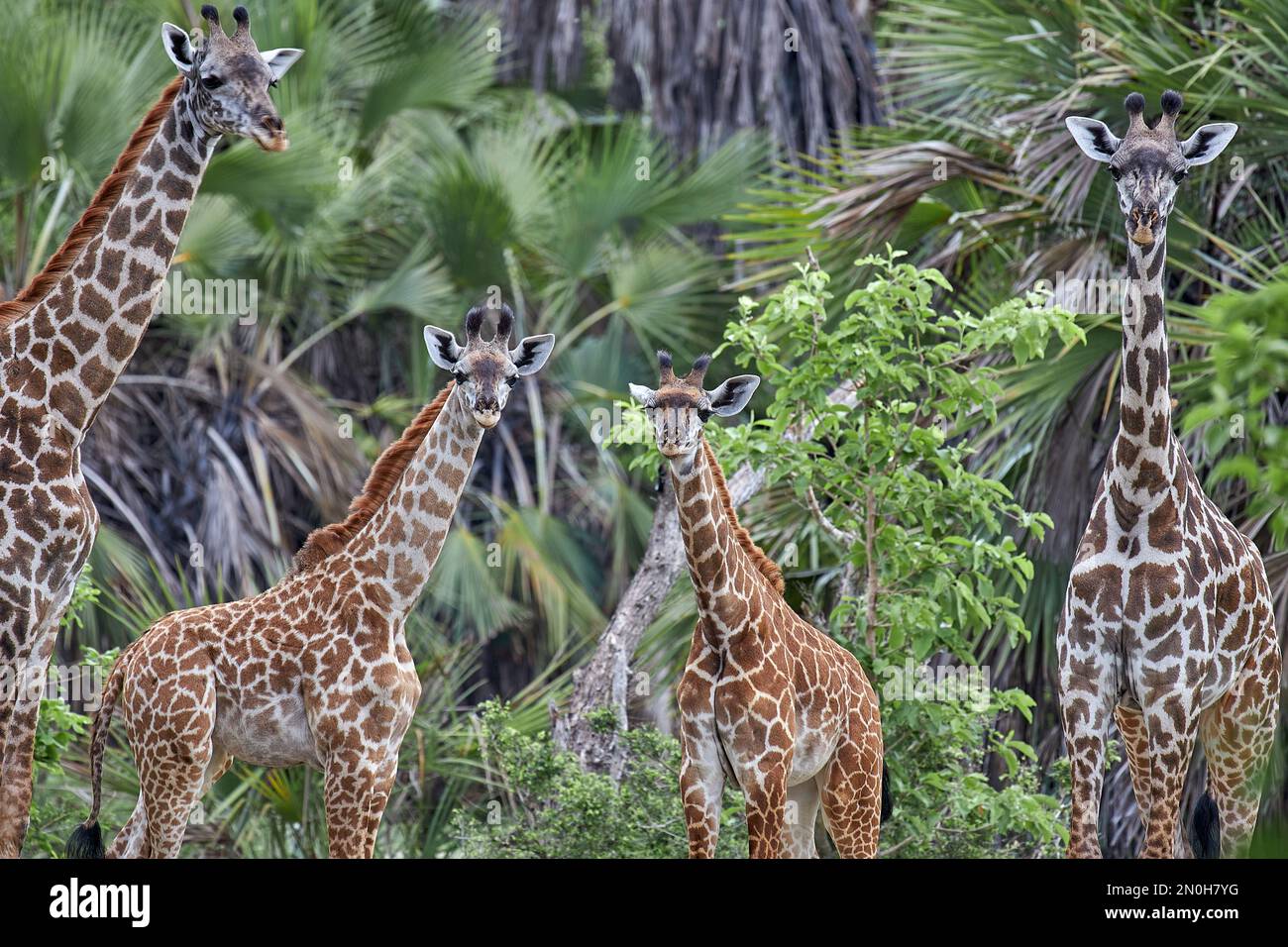 Giraffes family portret taken in Selous national park safari in Tanzania Stock Photo