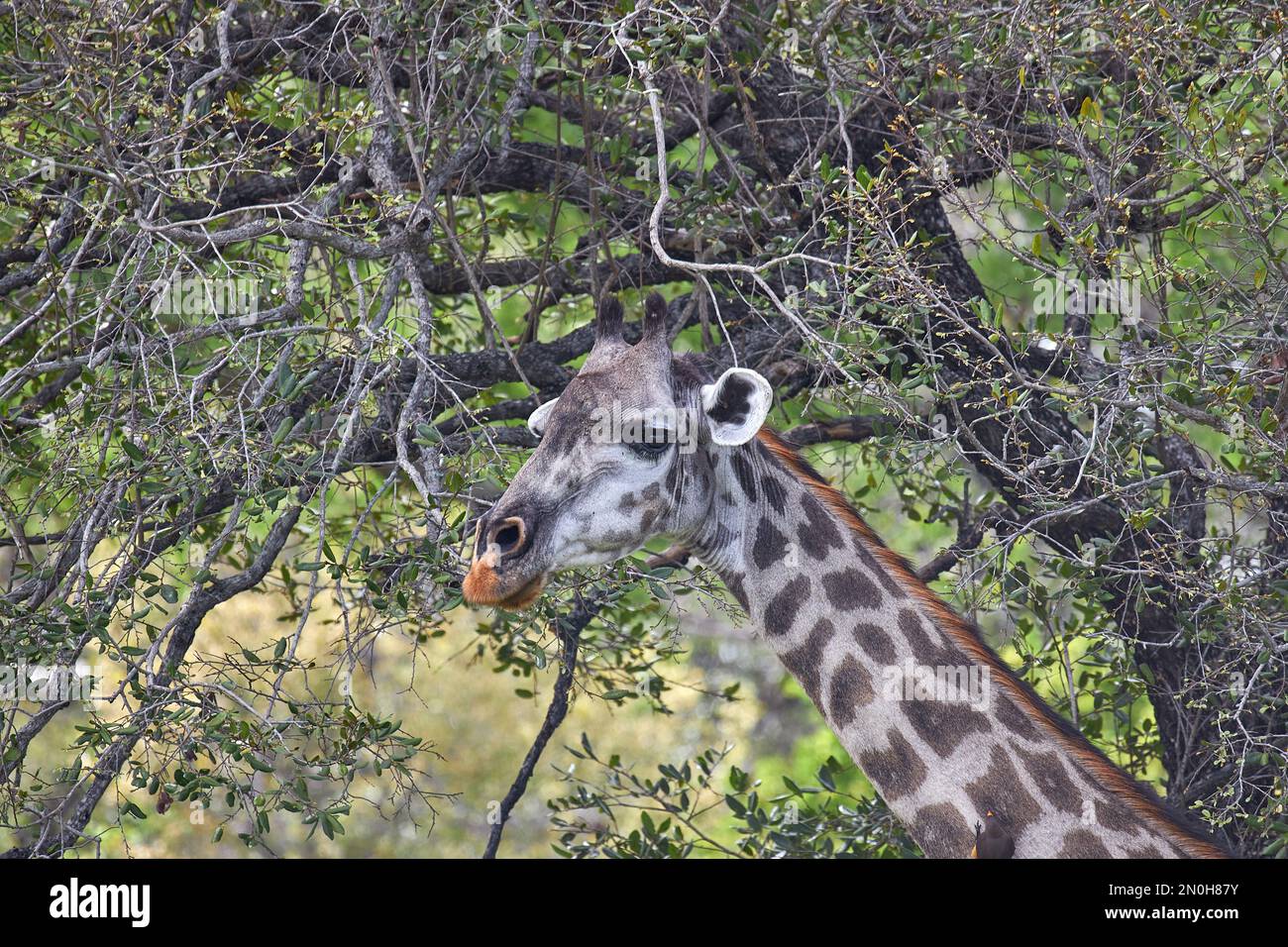 Giraffe portret with ginger mane Selous national park in Tanzania Stock Photo