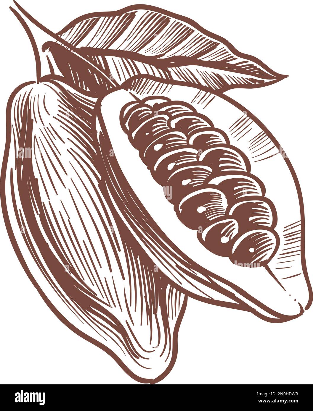 Whole and cutted cocoa pod engraving. Bean sketch Stock Vector Image & Art Alamy