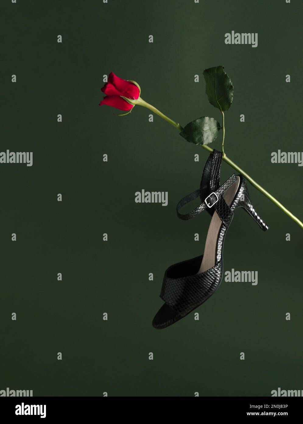 Elegant black sandals high heels shoes and rose flower on bold green