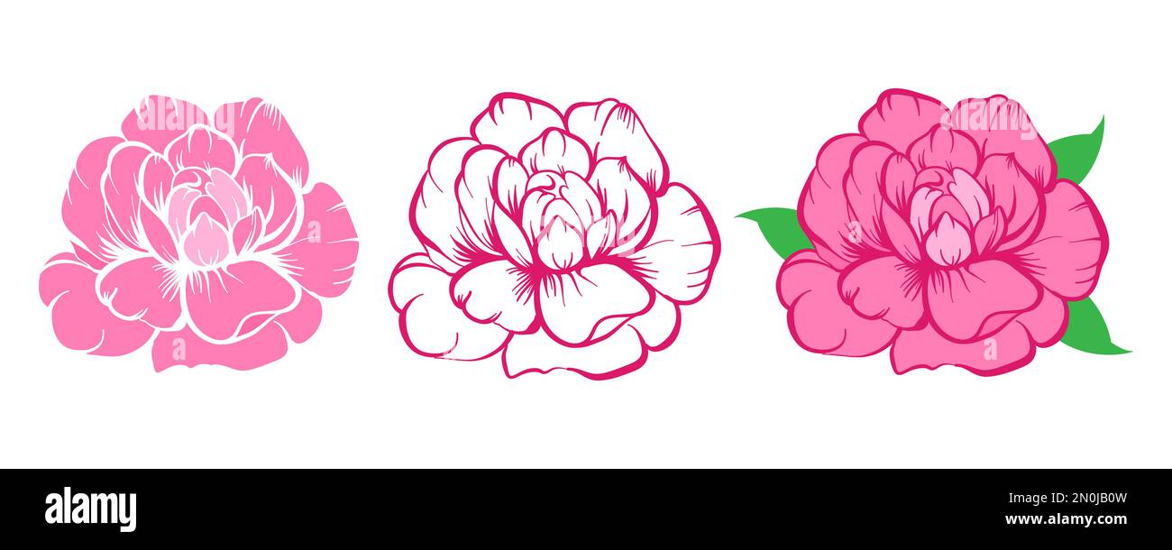 Vector Peony flower elements set isolated on white background. Peony ...