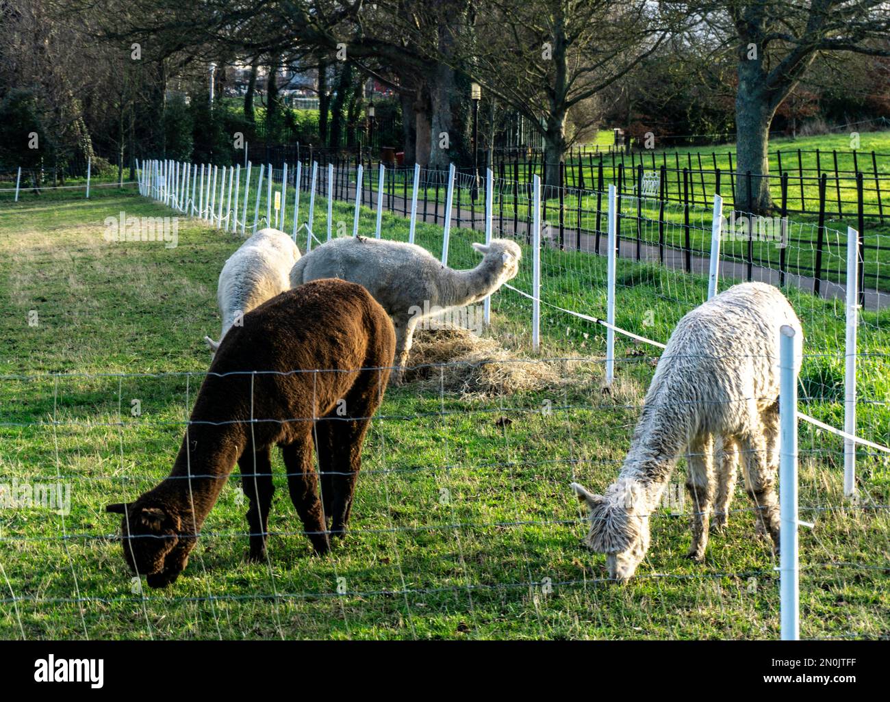 A group of alpaca animals, the new arrivals in the Farmleigh Estate in Dublin, Ireland. Stock Photo
