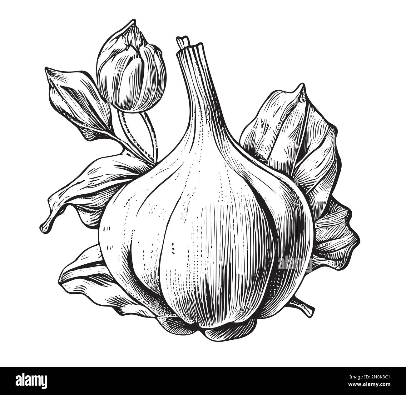 Garlic sketch hand drawn in doodle style illustration Stock Vector