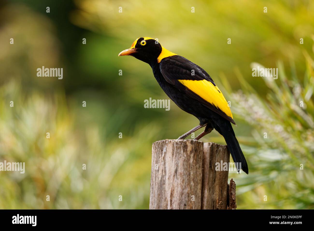 Regent Bowerbird - Sericulus chrysocephalus medium-sized sexually ...