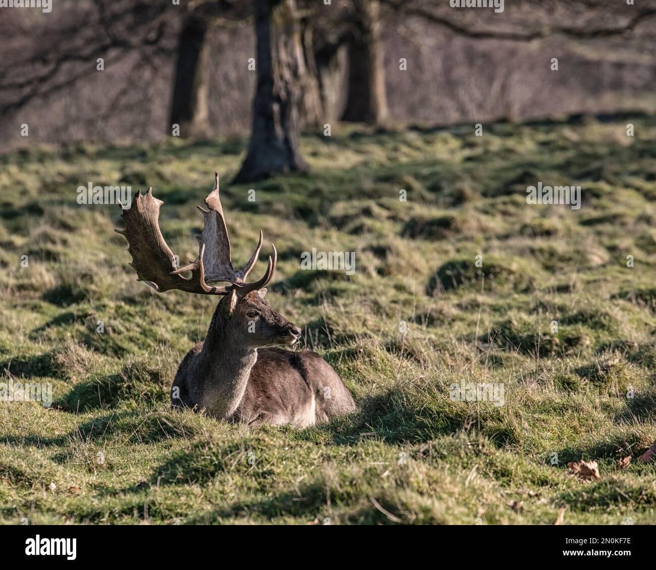 Fallow Deer Stag, Petworth Park Stock Photo