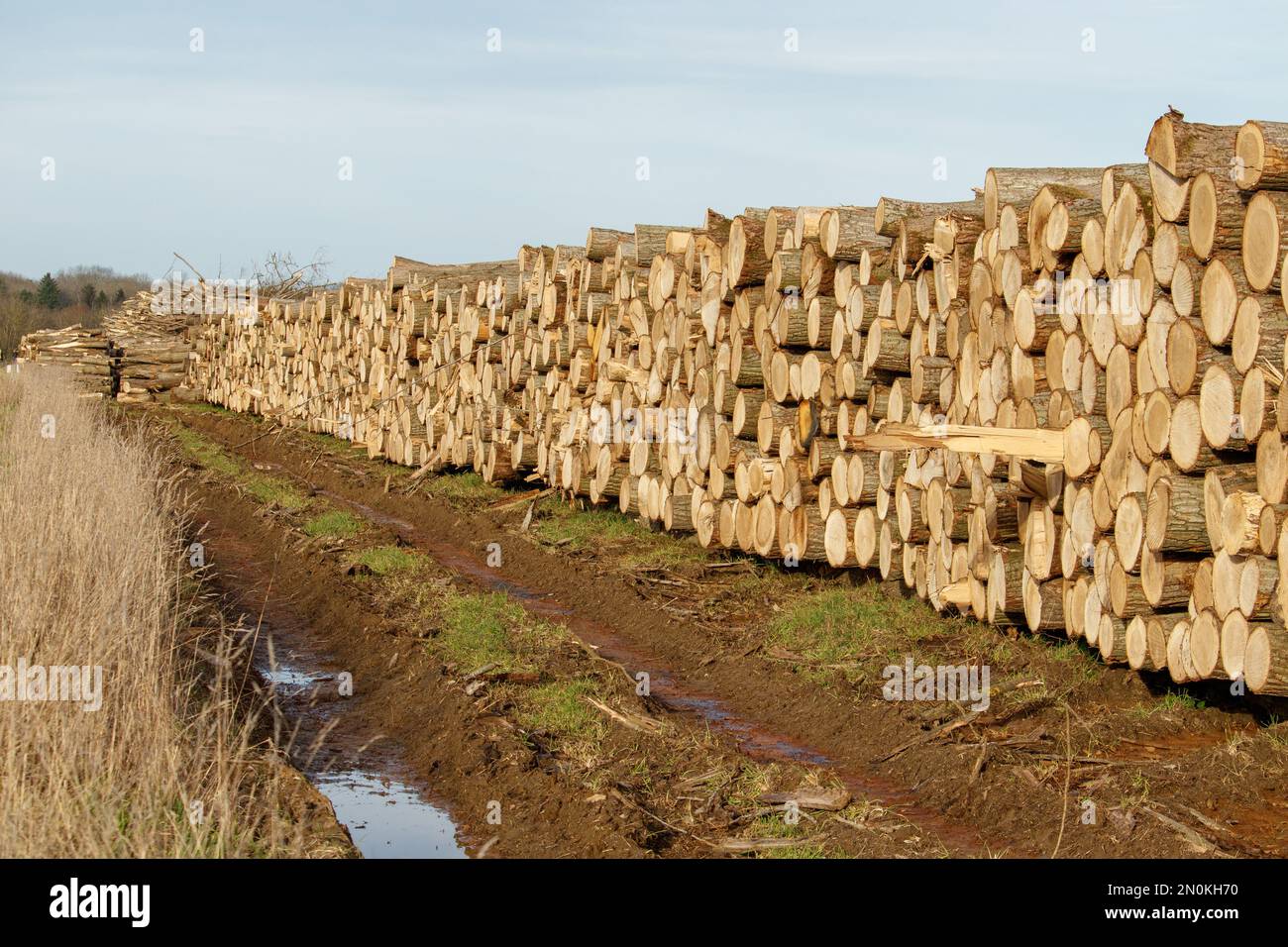 Woodland trees grown in a 1950's plantation in Doddington estate sit stacked after being cut down ready to be used to generate energy in the estate biomass boiler. The cut wood sits next to the Georgie Twigg cycle way a popular cycling and walking route through the countryside near Lincoln. Stock Photo