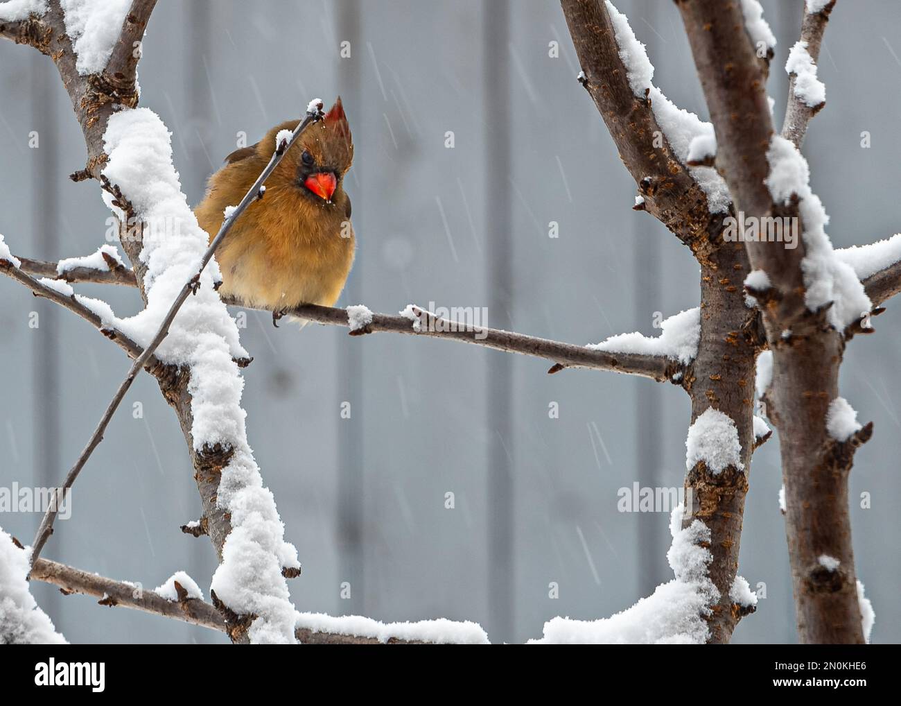 Northern Cardinal (Cardinalis cardinalis) female with a long tail, with a short, very thick beak. One of the North American birds in winter scenery. Stock Photo