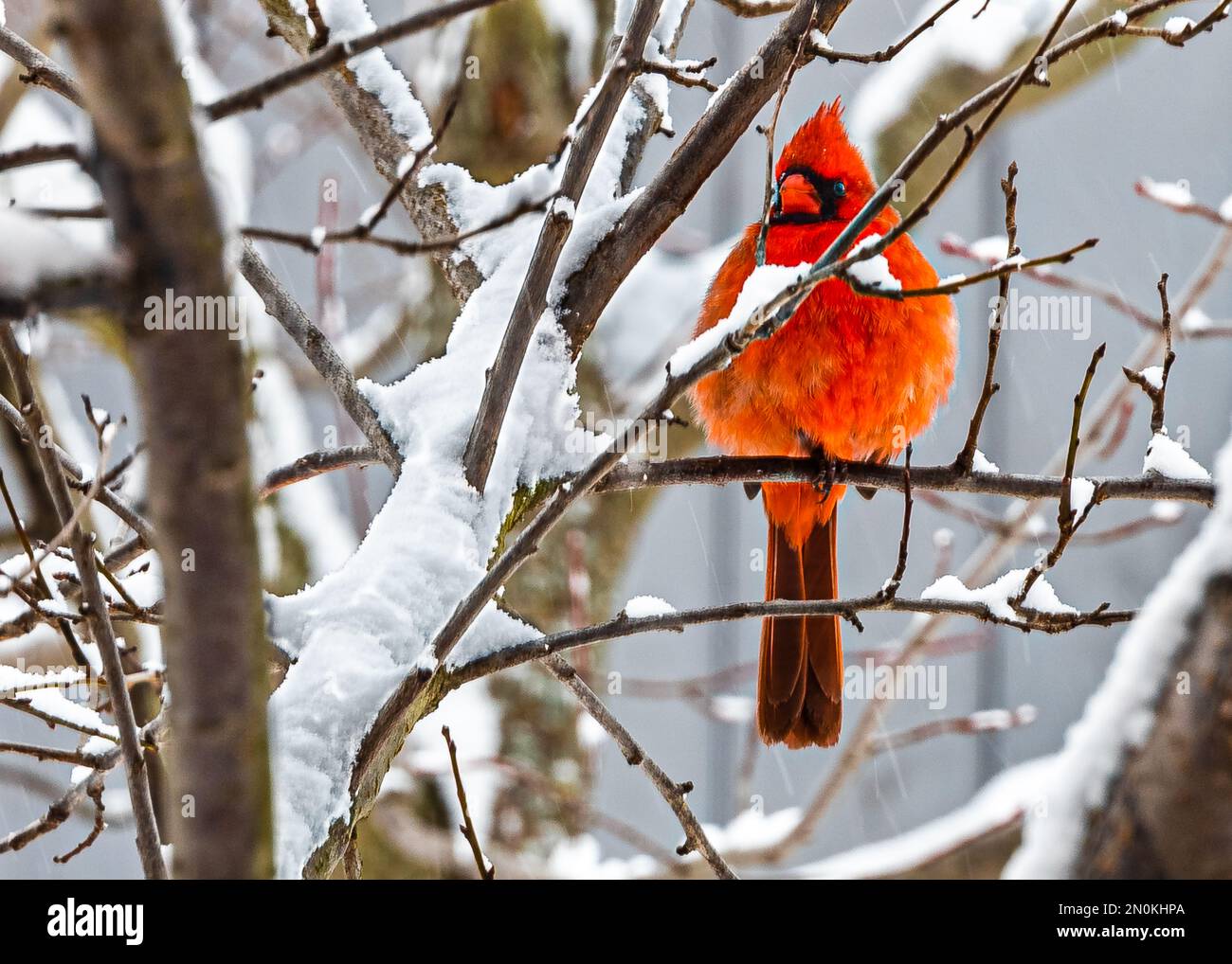 Northern Cardinal (Cardinalis cardinalis) male with a long tail, with a short, very thick beak. One of the North American birds in winter scenery. Stock Photo