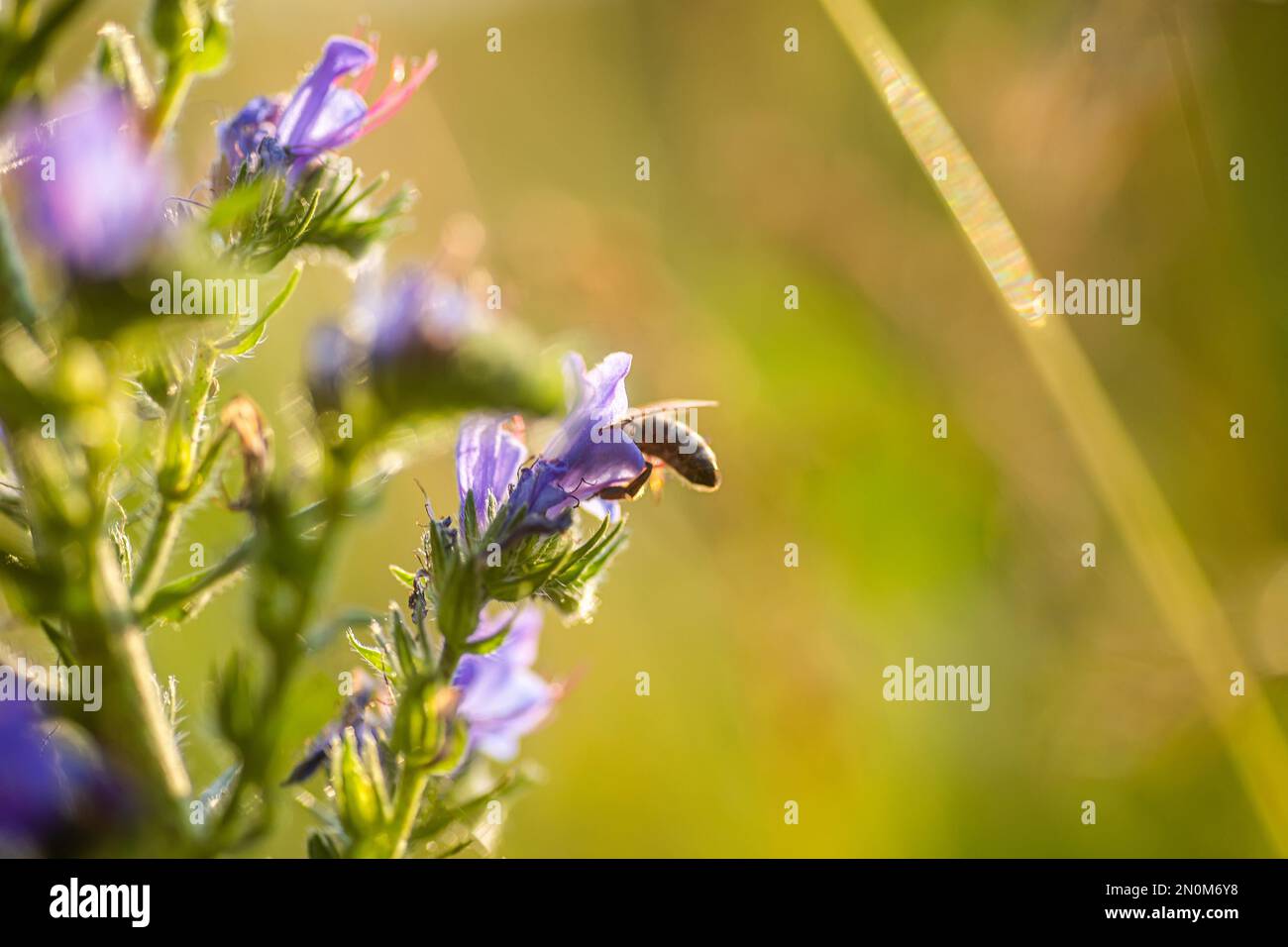 A bee collects nectar from Blue melliferous flowers of Echium vulgare viper's bugloss and blueweed blue weed flowers in the meadow in summer at sunset Stock Photo