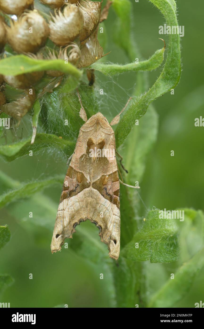 Natural detailed closeup of the Angle shades moth, Phlogophora ...