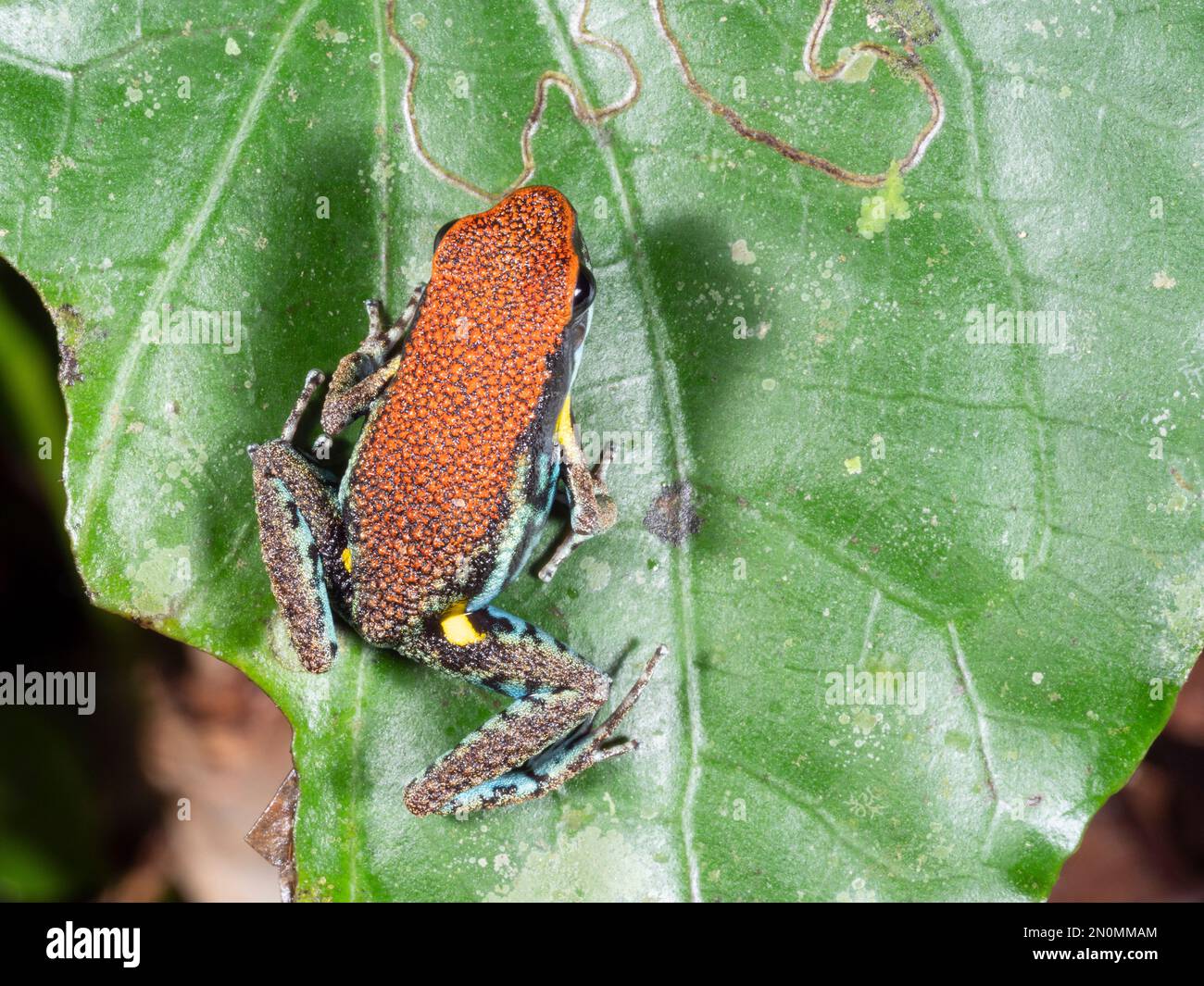 Ecuadorian poison frog (Ameerega bilinguis) In tropical rainforest in the Ecuadorian Amazon. Stock Photo