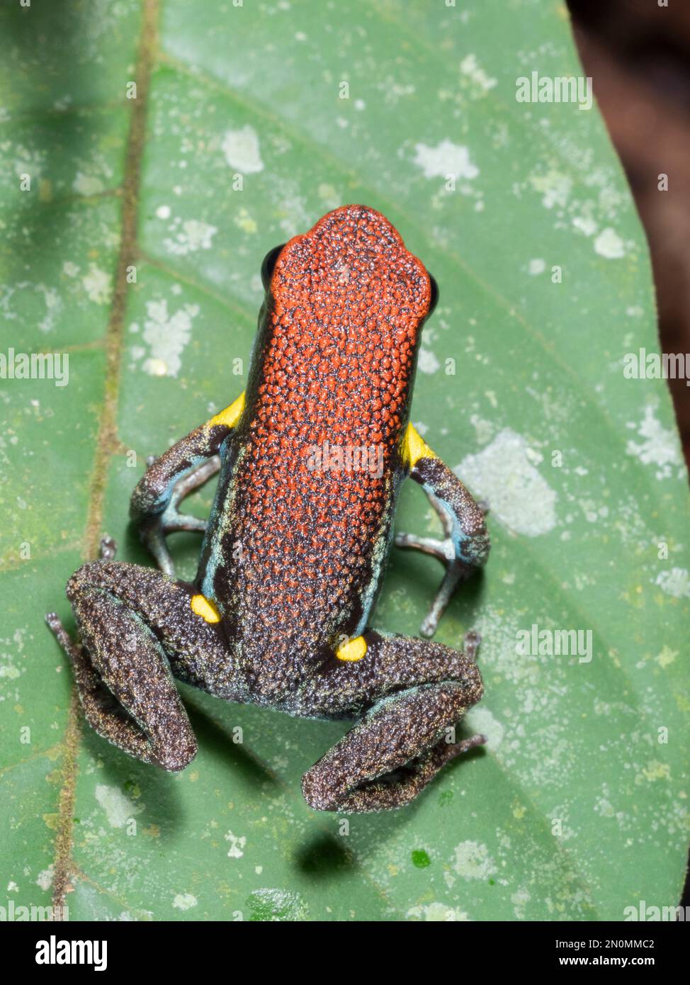 Ecuadorian poison frog (Ameerega bilinguis) In tropical rainforest in the Ecuadorian Amazon. Stock Photo
