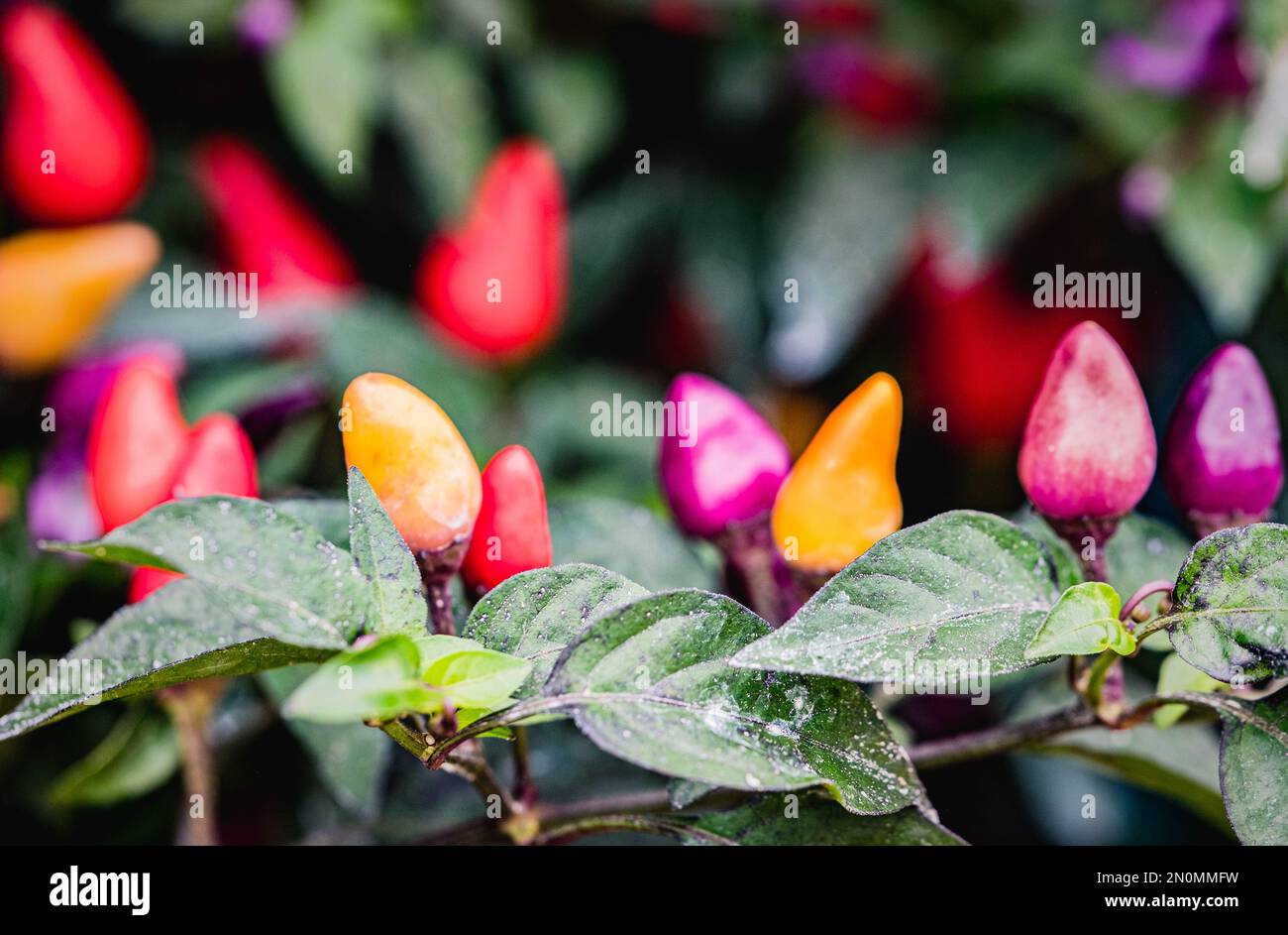 A closeup of hot bolivian rainbow peppers grown on a bush Stock Photo -  Alamy