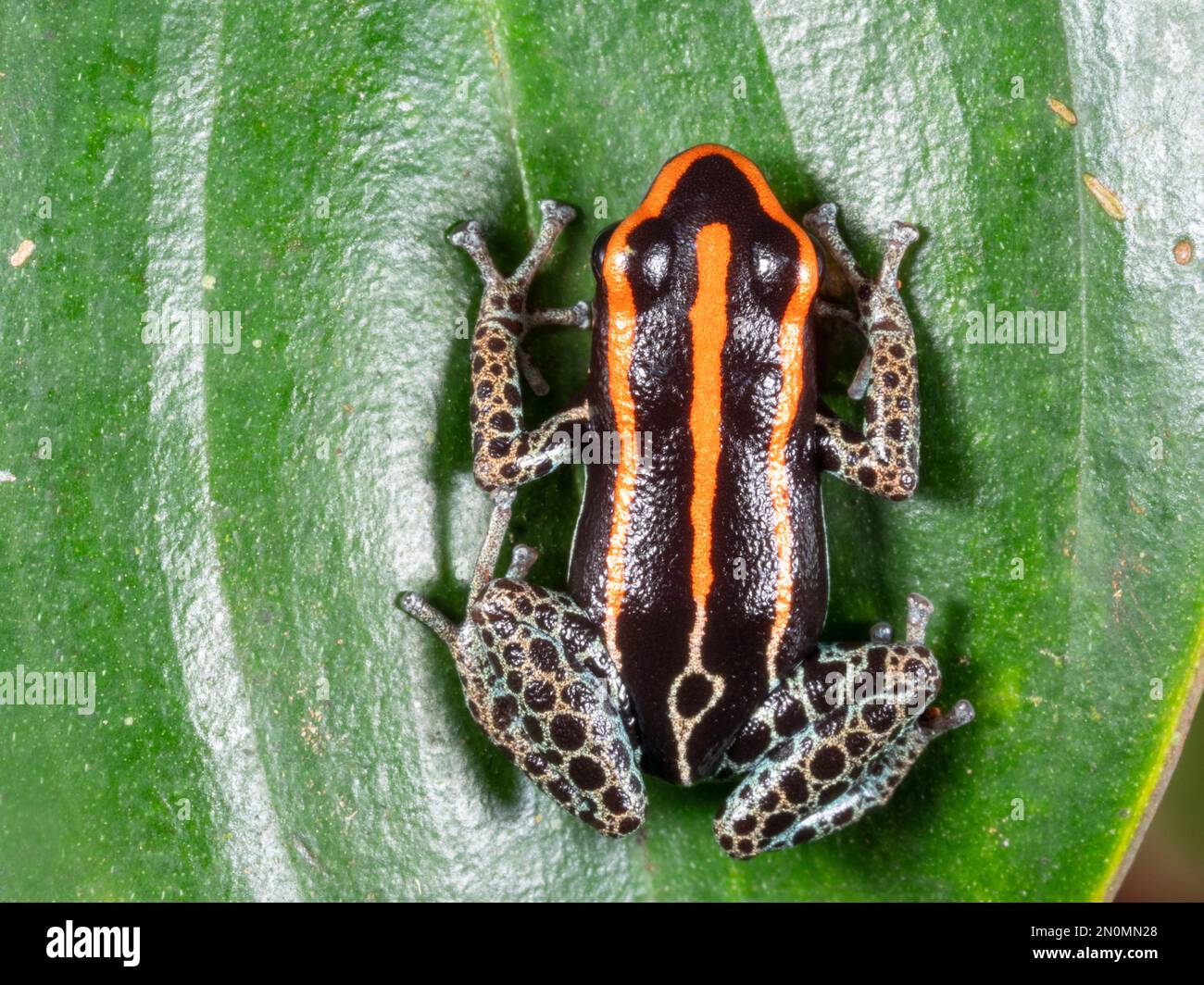 Reticulated Poison Frog (Ranitomeya ventrimaculata) on a leaf in the rainforest understory, Orellana province, Ecuador Stock Photo