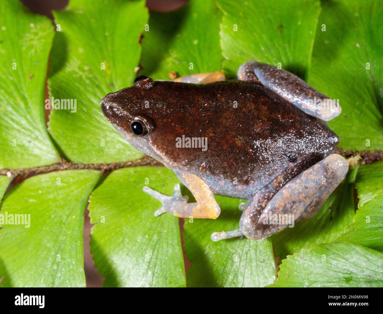 Bassler's Humming Frog (Chiasmocleis bassleri) in the Ecuadorian Amazon Stock Photo